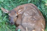 elk _calf